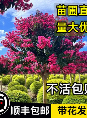 紫薇花树苗顺丰包邮死苗包赔耐寒