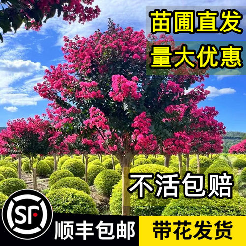 紫薇花树苗顺丰包邮死苗包赔耐寒