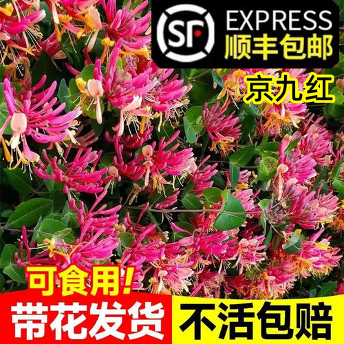 【顺丰送到家】金银花树苗可食用