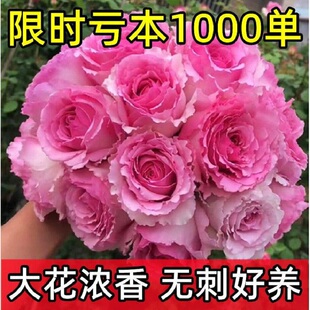 【大花浓香】罗衣月季花苗四季开花蔷薇花苗大花庭院别墅盆栽花卉