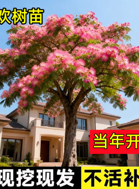 合欢树苗庭院盆栽耐寒耐冻红粉色合欢花树苗风景树大树小树绿化苗