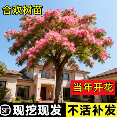 顺丰送到家【包活一年】合欢花树