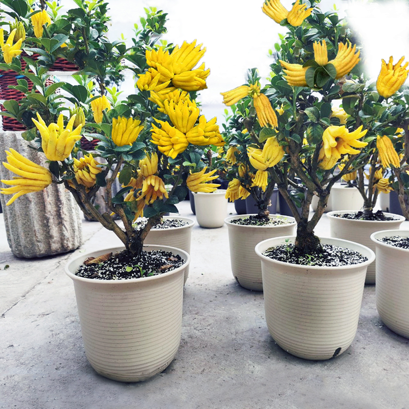 佛手柑盆栽带果金华佛手果树苗盆景招财庭院花卉植物户外阳台植物