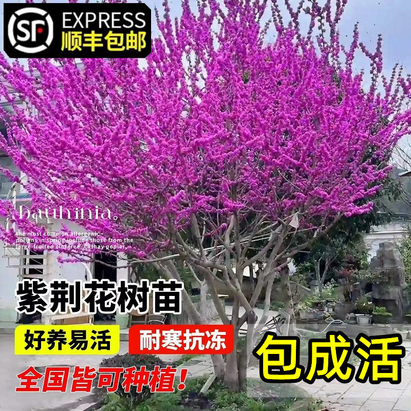 紫荆树苗庭院耐寒地栽丛生绿化苗独杆紫荆花大树苗风景树工程苗木