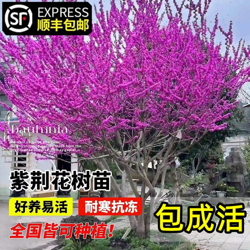 顺丰包邮紫荆树苗花期带花发货