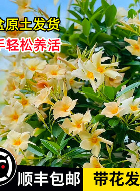 飘香藤盆栽双喜藤进口重瓣大叶大花杏色绿植带花苞红白色爬藤植物