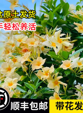 【顺丰包邮】飘香藤带花带花苞哦