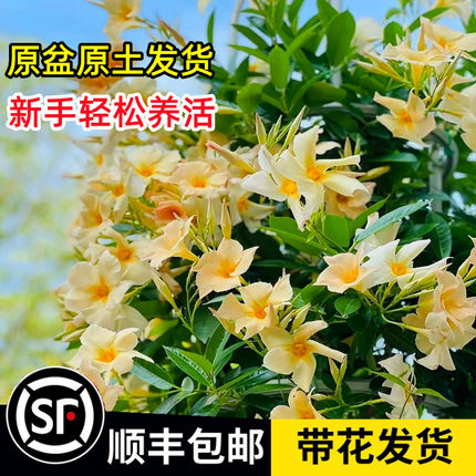 飘香藤盆栽双喜藤进口重瓣大叶大花杏色绿植带花苞红白色爬藤植物