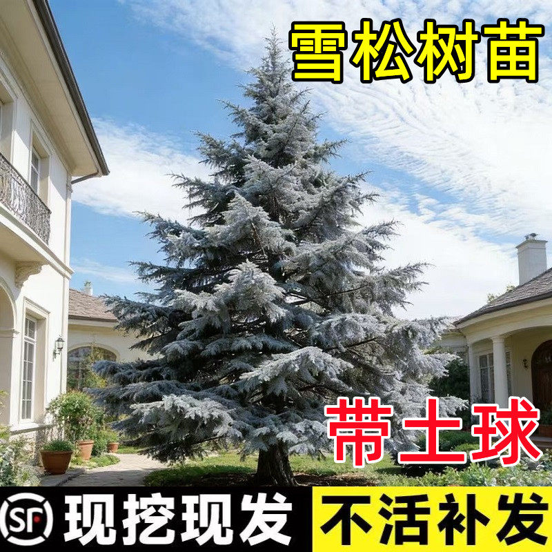 雪松树苗庭院大树苗高档名贵风景树耐寒四季常青盆栽园林绿化树苗