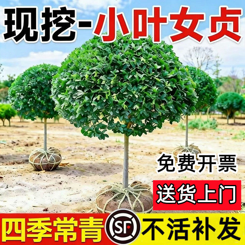 顺丰送到家【包活一年】女贞独杆图片