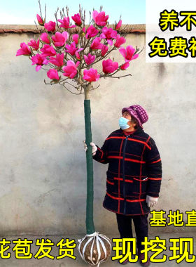 玉兰花庭院春季开花矮化带花苞