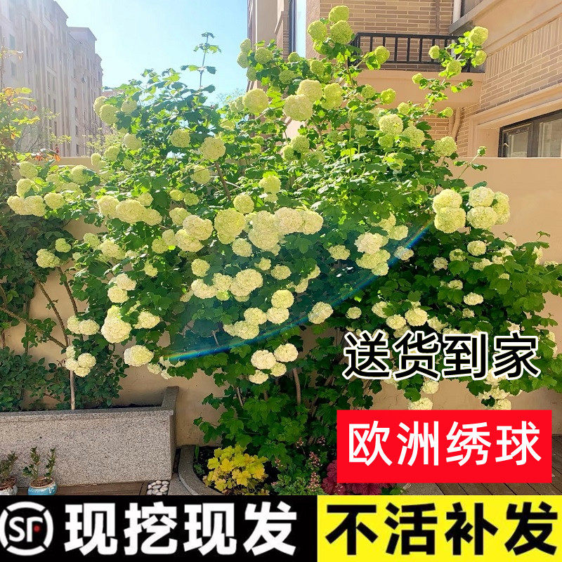 顺丰送到家【包活一年】绣球花苗图片