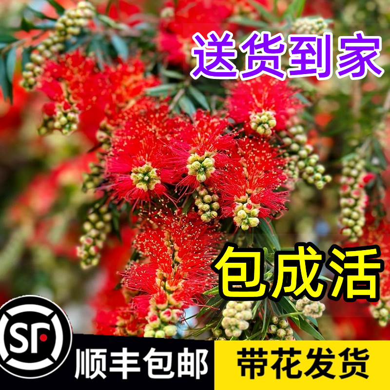 顺丰包邮【红千层树苗】带花苞哦