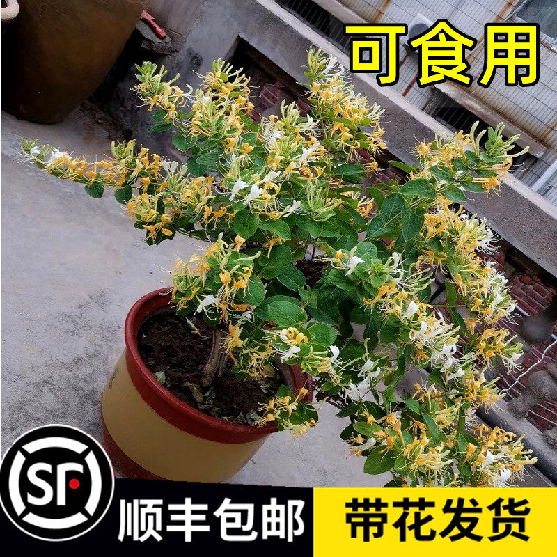 金银花树苗爬藤浓香盆栽老桩植物大苗带花苞红色可食用耐寒好养活