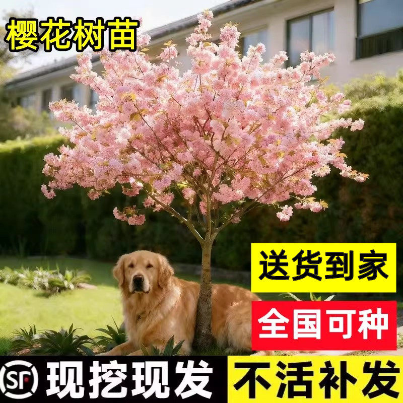 顺丰送到家【包活一年】樱花树苗图片