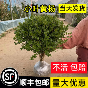 小叶瓜子黄杨球树苗大叶黄杨庭院耐寒冬青苗四季常青绿化篱笆植物