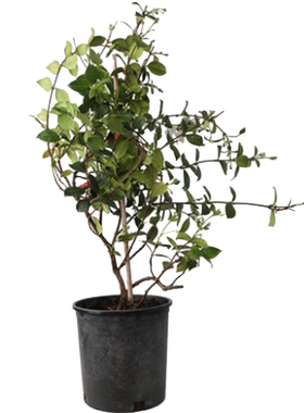 风车茉莉四季常青庭院爬藤植物