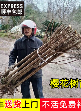 日本樱花树苗大型晚樱地栽盆栽南北方种植十大名贵风景树绿化大树