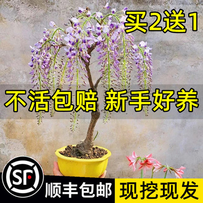 紫藤花树苗可用于围墙护栏好养活