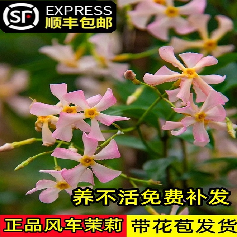 风车茉莉爬藤植物粉色大苗络石藤室内外庭院盆栽好养花卉四季开花