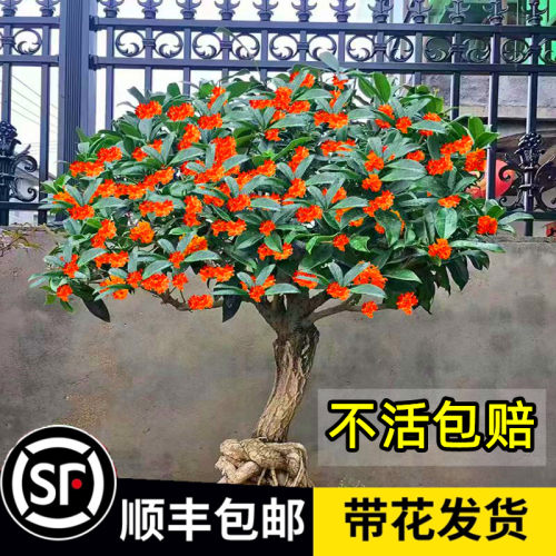 顺丰送到家【包活一年】桂花树苗