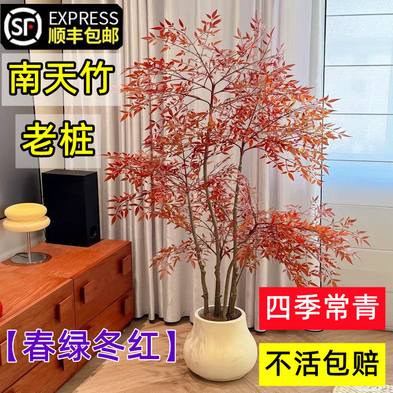 火焰南天竹盆栽客厅可水培火焰红南天竹真树红叶老桩树苗绿植花卉