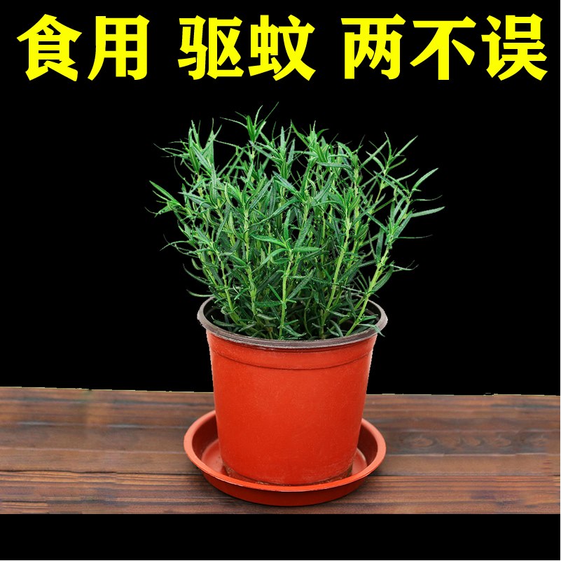 一盆3棵装 桌面盆栽 迷失香 可食用 迷失香苗 迷迭香提神醒恼驱蚊