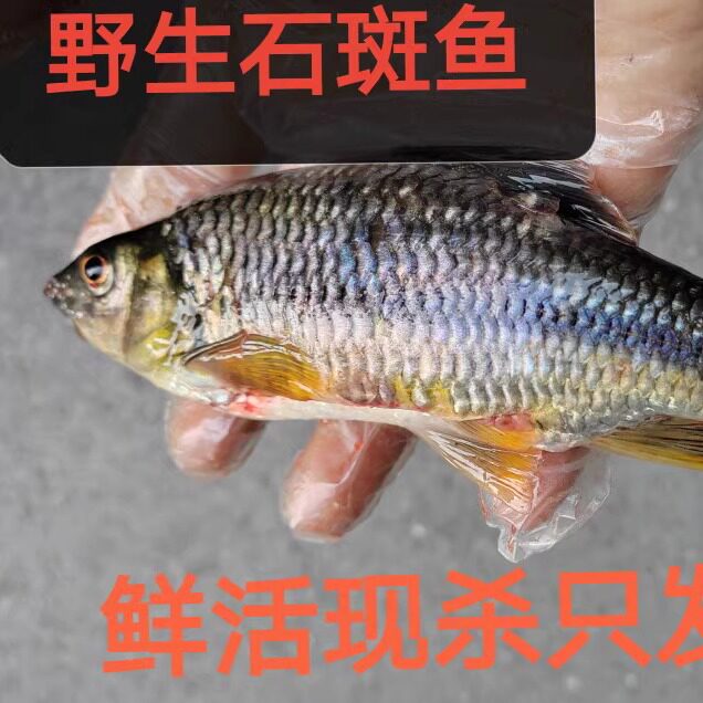 高山河溪野石斑新鲜小河鱼鲜活