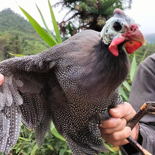 顺丰农家放养珍珠鸡活鸡带内脏毛重4斤左右/只现杀煲汤焖炒清蒸