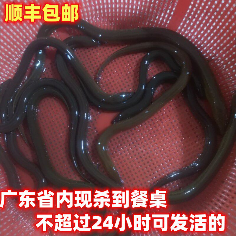 顺丰包邮粤北高山田里笼子鲜活