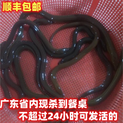顺丰包邮粤北高山田里笼子鲜活