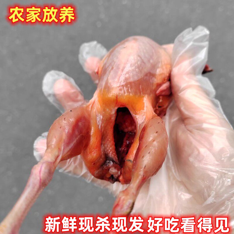 老鹌鹑新鲜鹌鹑肉现杀发20只