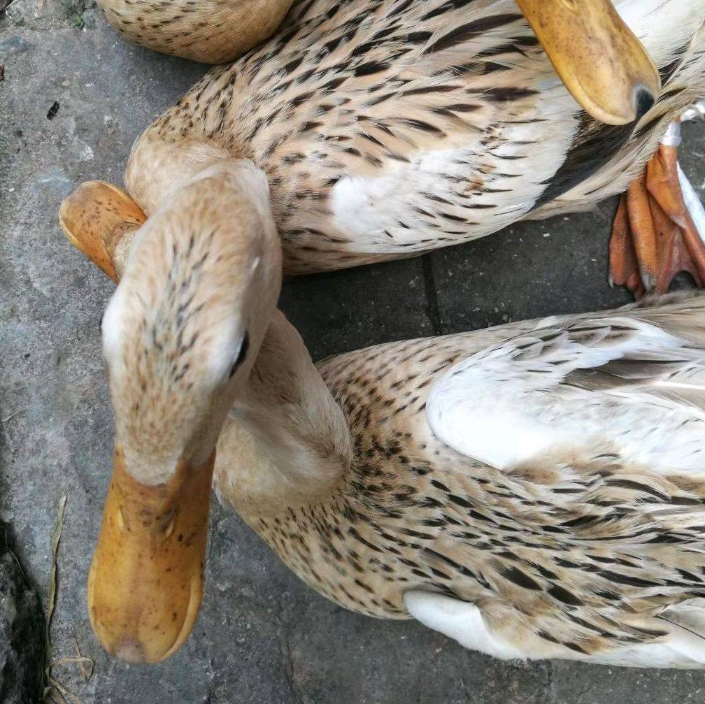 顺丰包邮韶关6个月正宗河鸭生态放养麻鸭现杀新鲜带内脏整只土鸭