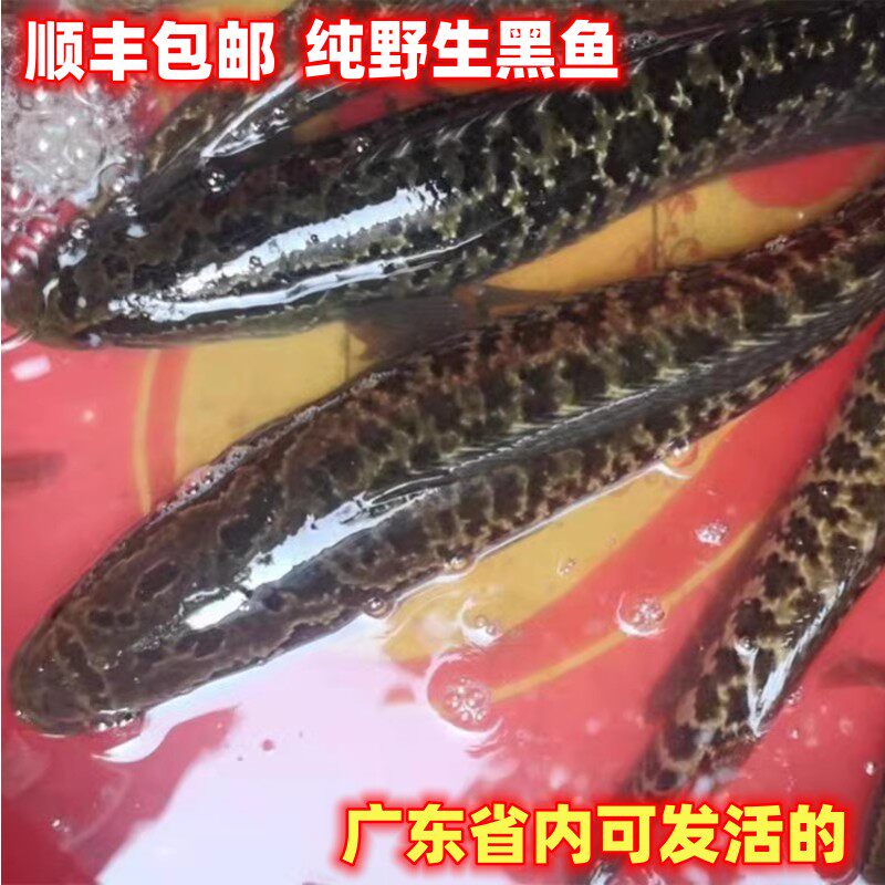 新鲜黑鱼高山淡水河生也生鱼产妇