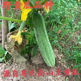 韶关农家自种新鲜土黄瓜青瓜脆嫩香清甜孕妇水果现摘10斤时蔬水果