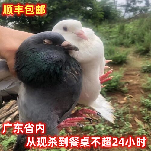 老鸽新鲜现杀中鸽子农家放养红烧