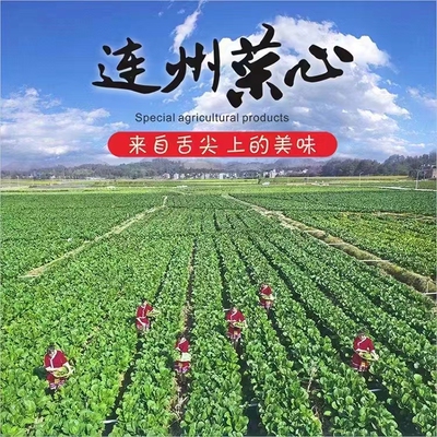 新鲜菜心连州菜苔脆嫩5斤甜香