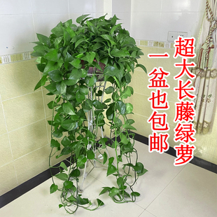 长藤绿萝盆栽室内植物净化空气去甲醛办公室绿植花卉水培垂吊绿萝