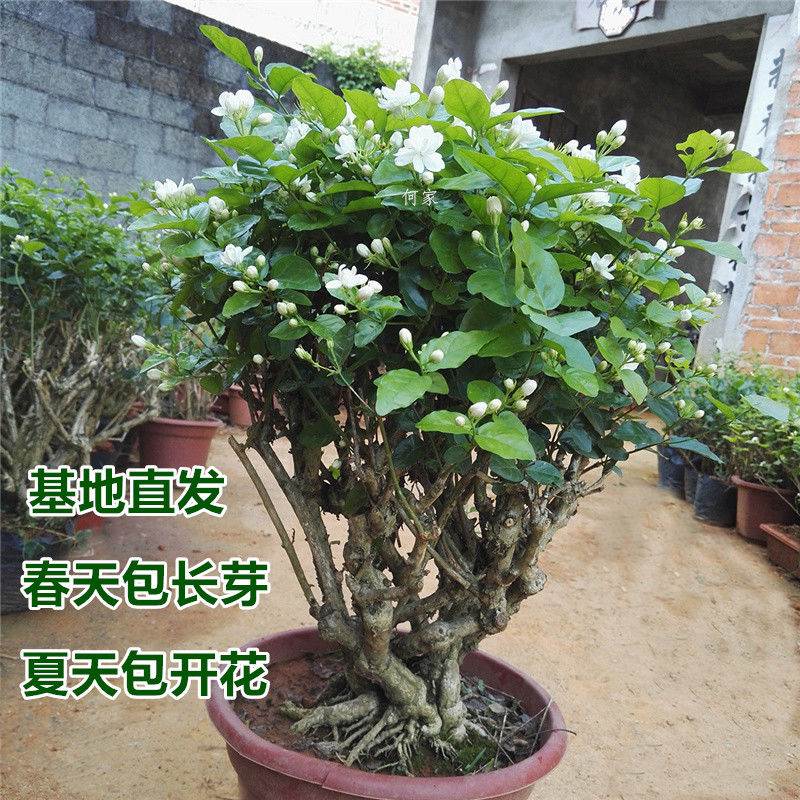 【基地直发】花盆栽茉莉花苗盆景花卉盆栽绿植茉莉老桩m