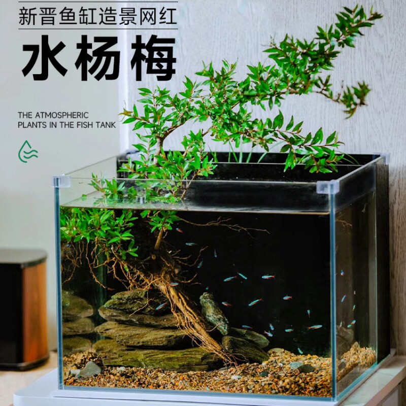 水杨梅鱼缸造景水杨梅植物水培小叶水陆缸溪流缸和鱼共养水杨梅树