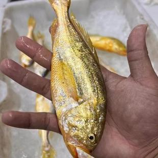 小魏新鲜大头梅童鱼梅童鱼东海象山舟山小梅子鱼细眼小船当日鲜