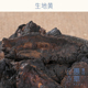 包满 包邮 新鲜生地黄 焦作地黄片250g 愚草 河南生地黄干正宗