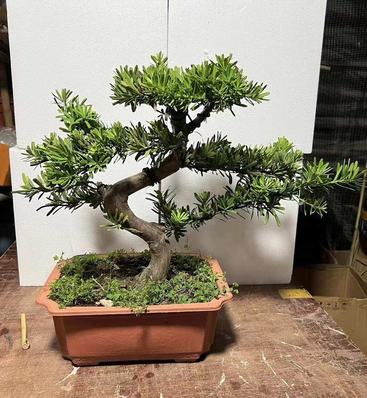 盆景罗汉松除甲醛净化空气