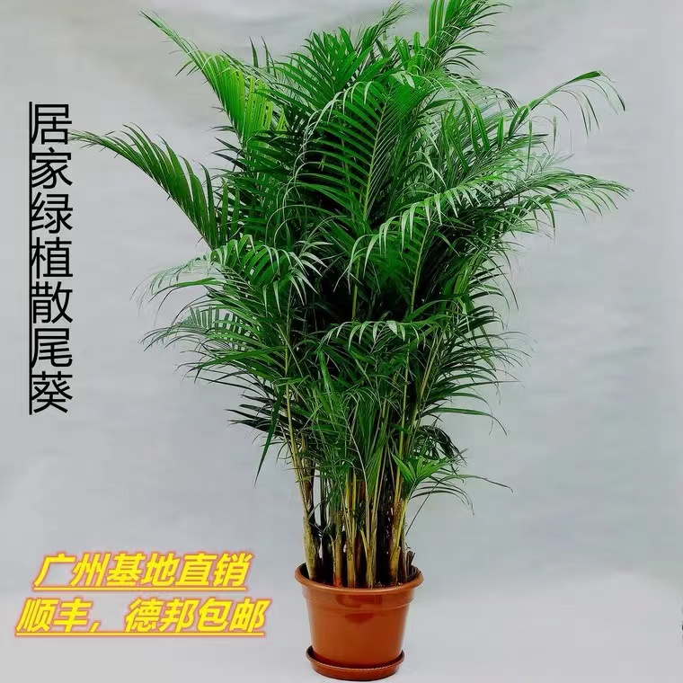 绿植净化空气吸甲醛包邮散尾葵