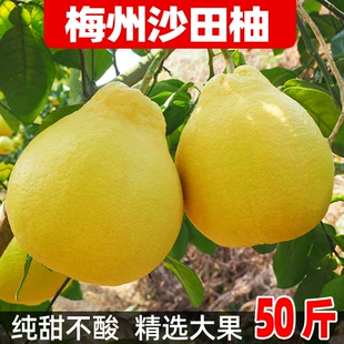 当季 包邮 新鲜水果30斤柚子 广东正宗梅州纯甜沙田柚子全国 50斤装