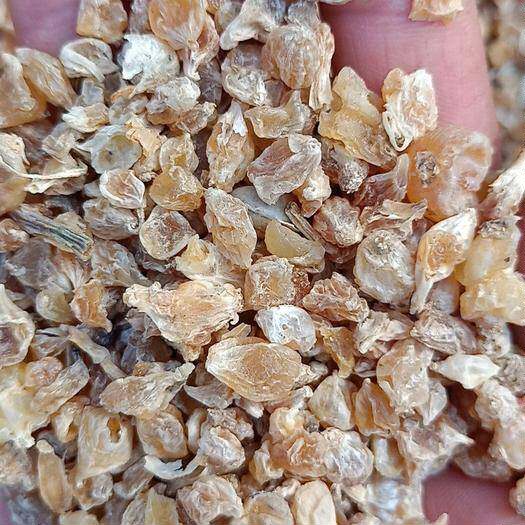中药材薤白 别名泻白韭白薤根藠子野蒜小独蒜薤白头500g克包邮