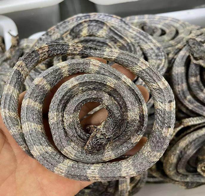 白花蛇中药材  金钱大白花蛇30-40克左右一条 银环蛇泡酒整条包邮