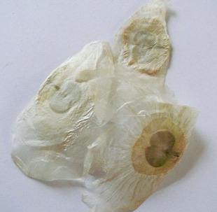 中药材木蝴蝶 千张纸、毛鸦船 另售胖大海罗汉果 500g克包邮