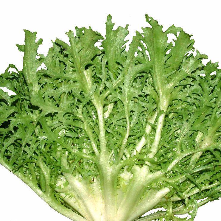 苦苣菜种子 九芽狗牙生菜 新鲜可生食凉拌种苦菊种籽