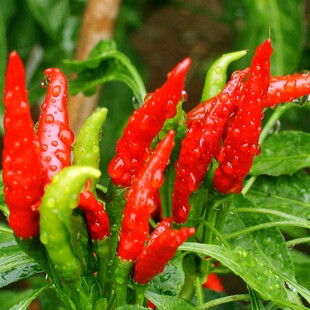 辣椒 小辣椒朝天椒种子 望天椒辣椒王 种子阳台室内播种